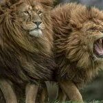 20 Babbar sher ideas | wild cats, animals wild, big cats